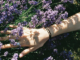 Que tipo de perfume usar na primavera?