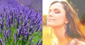 A calma que a lavanda traz