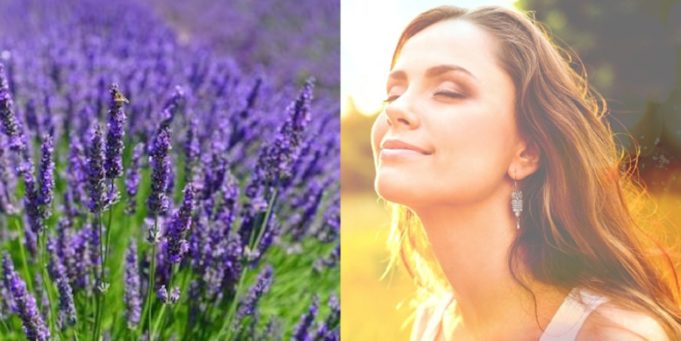 A calma que a lavanda traz